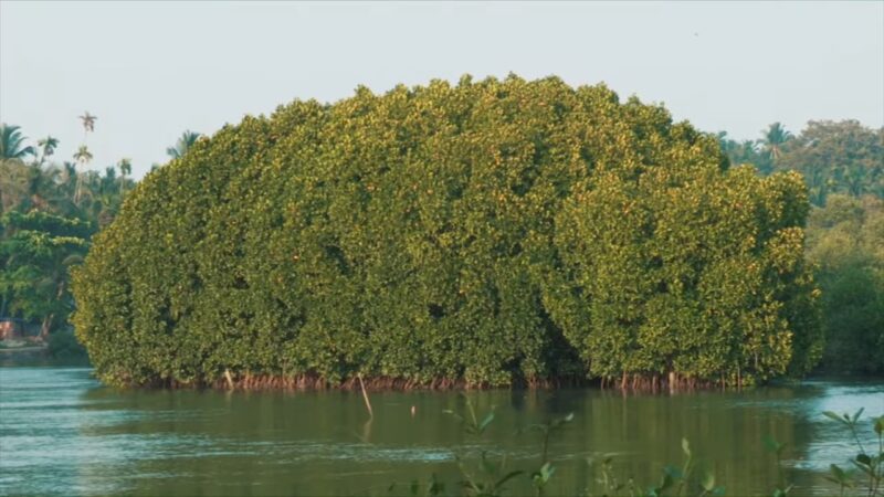 Mangroves