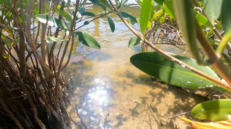 White Mangroves