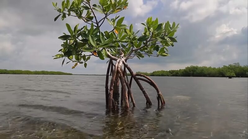 red Mangrove